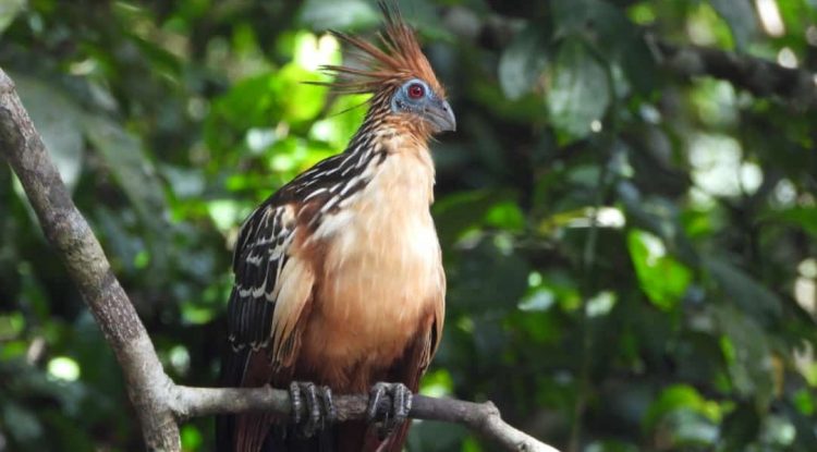 #MaranduaVerde🌳 Guaviare ha registrado cerca de 328 especies en el Global Big Day