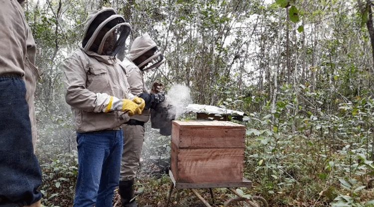 En el día mundial de las abejas convocan a cultivadores y cuidadores de abejas del Guaviare