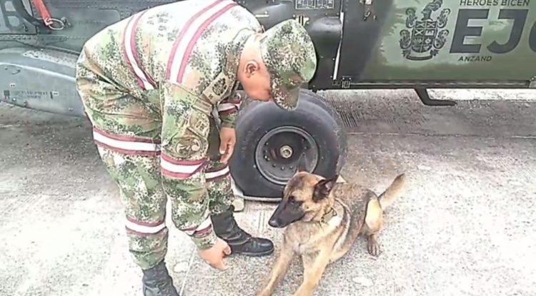 Ulises, el canino que salió de la Operación Esperanza por una enfermedad