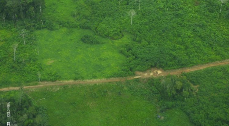 Autoridades buscar cerrar vía ilegal construida en el Resguardo Llanos del Yarí- Yaguará II