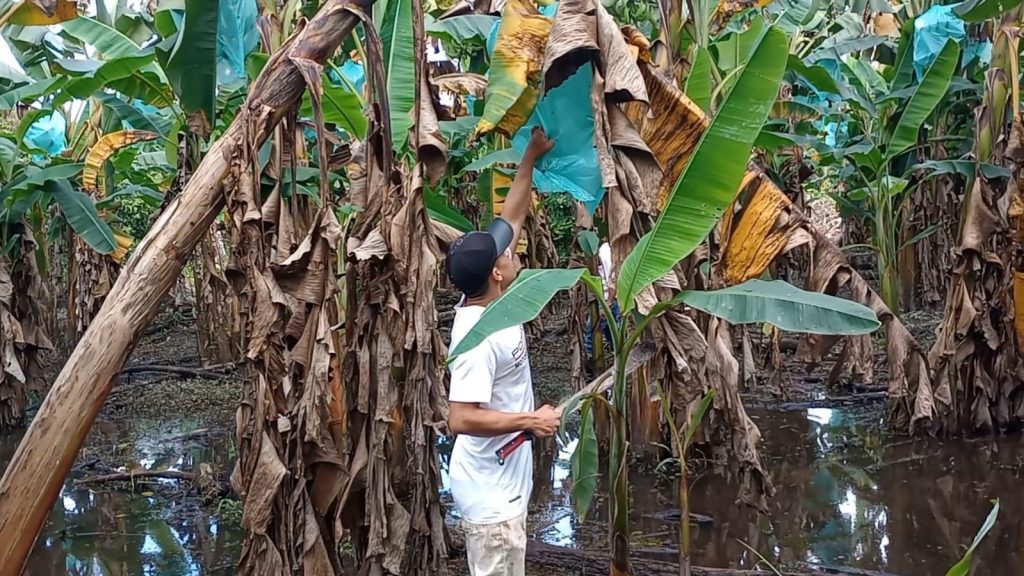 Creciente de Río Guaviare inundó cultivo de plátanos