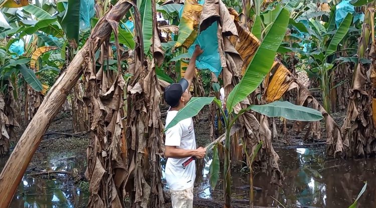 Creciente de Río Guaviare inundó cultivo de plátanos
