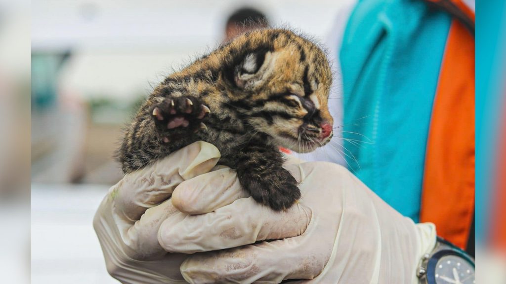 #MaranduaVerde Ocelote fue extraído de su hábitat en Mapiripán, Meta