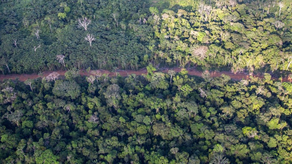 Minambiente reporta disminución en deforestación en Guaviare