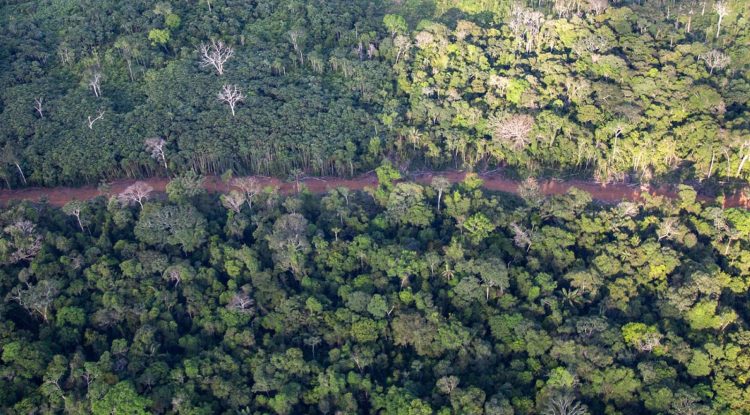 70% de reducción en deforestación en la Amazonía: ministra de Medio Ambiente