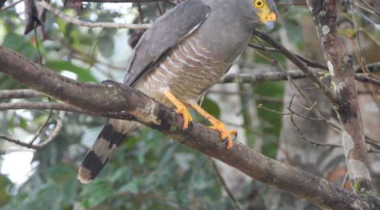 150 aves identificadas en Guaviare durante el Big Day 2023