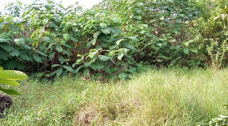 Lotes invadidos de basura y maleza en Prados de San Sebastián