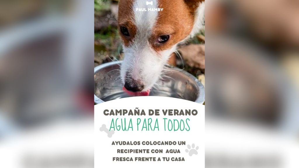 “Agua para todos”, la campaña para ayudar a mascotas en verano