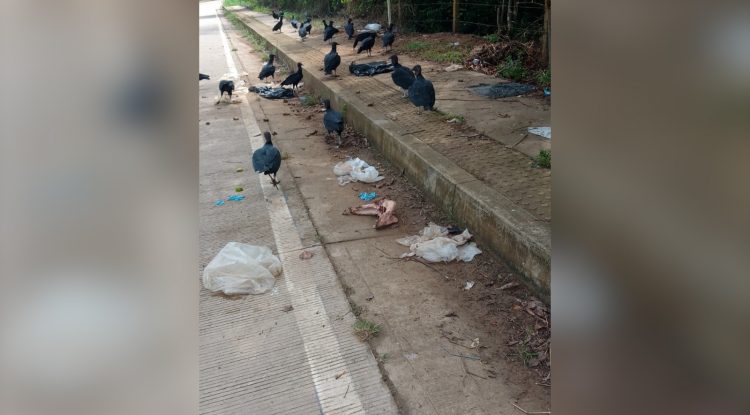 Siguen las basuras entre el barrio La Paz y Puente de Panuré