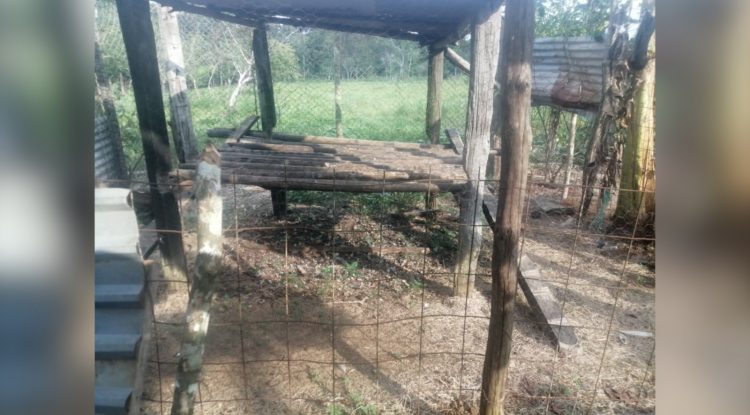 Denuncian hurto masivo de gallinas en vereda de El Retorno, Guaviare