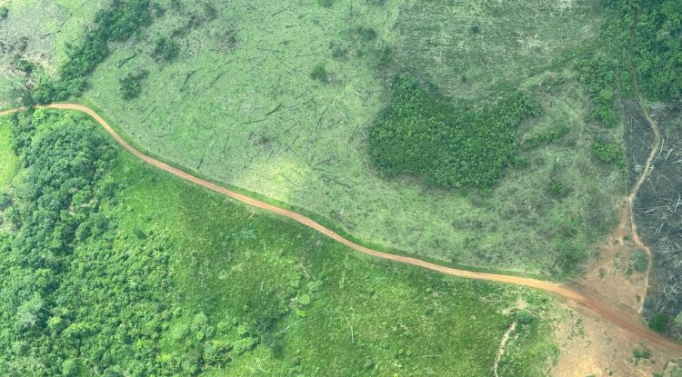 Se reactivó la deforestación en la Amazonía