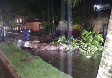 Árbol cayó en la calle de los bomberos en San José del Guaviare