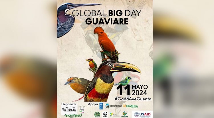 El Grupo de Observadores de Aves del Guaviare (GOAG) se está preparando para participar en el GLOBAL BIG DAY 2024