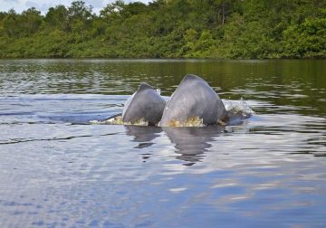 Se cumplió socialización de la propuesta de ordenamiento avistamiento de delfines de rio