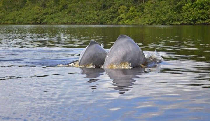 Se cumplió socialización de la propuesta de ordenamiento avistamiento de delfines de rio