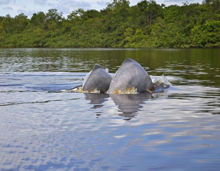 Se cumplió socialización de la propuesta de ordenamiento avistamiento de delfines de rio