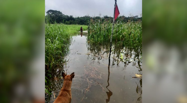 Emergencias por el desbordamiento del Rio Guayabero