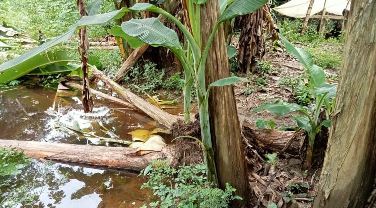 Río Guaviare inundó sectores en la vereda Playa Alta, en Puerto Concordia