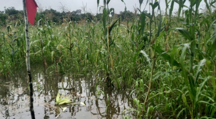 Guaviare: Campesinos afectados por el invierno solicitan atención del Gobierno