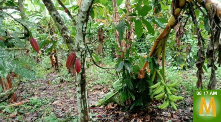 Cacao para la Vida: Impulso Sostenible para productores amazónicos
