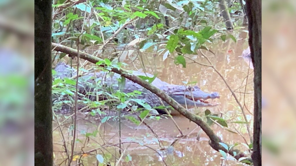 Una babilla fue vista en su hábitat natural en San José del Guaviare