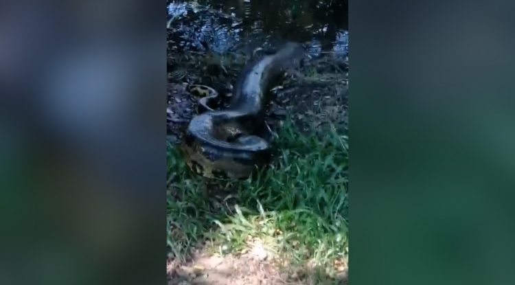 Comunidad reportó avistamiento de anaconda en su hábitat natural