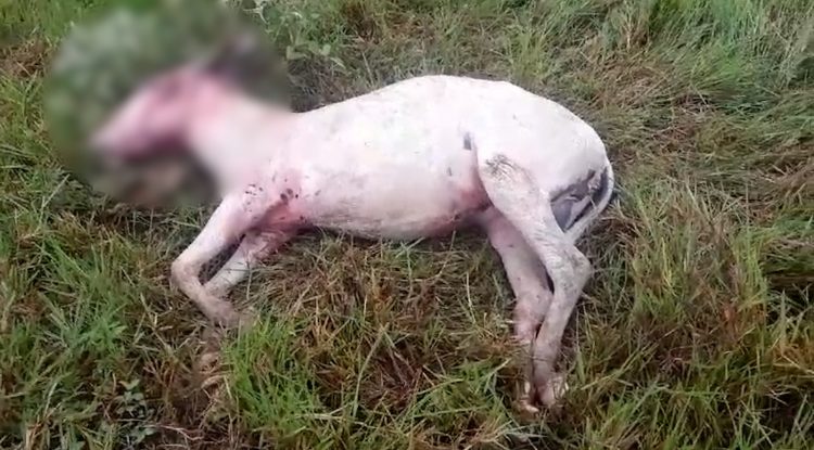 Felino atacó animal de corral en zona rural de San José del Guaviare