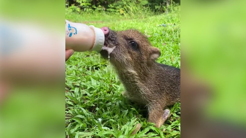 Dona para proteger a la fauna silvestre en la Reserva Natural Ñupana