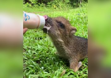 Dona para proteger a la fauna silvestre en la Reserva Natural Ñupana