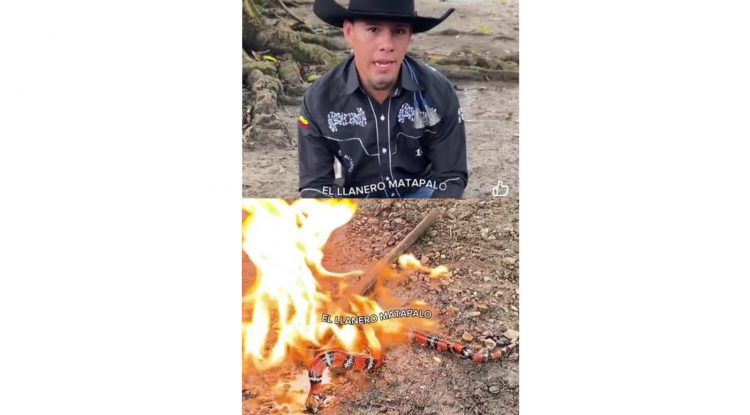 Cormacarena denunciará penalmente a influencer que prendió candela a una serpiente