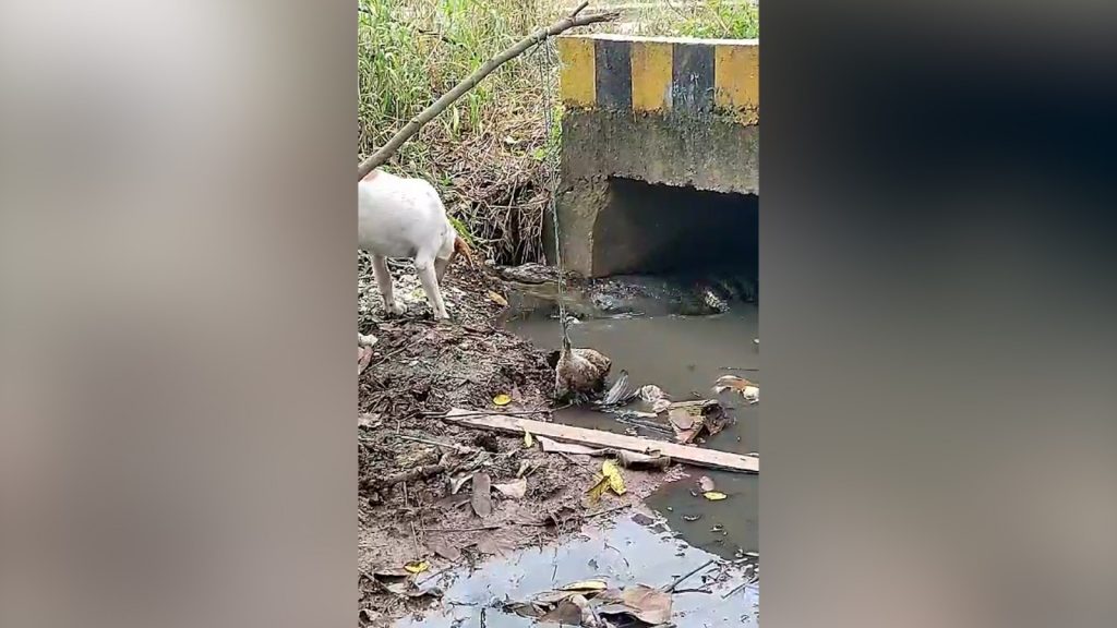 Caimán criado y alimentado por habitantes del barrio San Jorge Dos