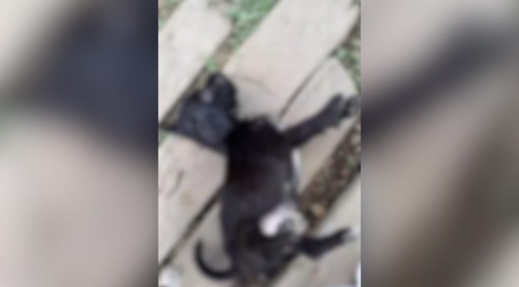 Caninos muertos por presunta peste en la vereda El Recreo