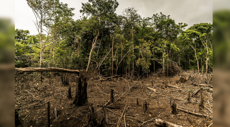 CIFRAS DEFORESTACION