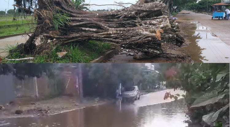 INUNDACION Y ARBOLES EN 20 DE JULIO