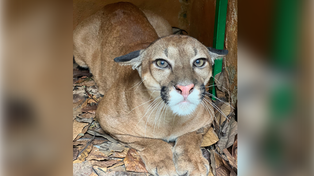 PUMA RECUPERADO