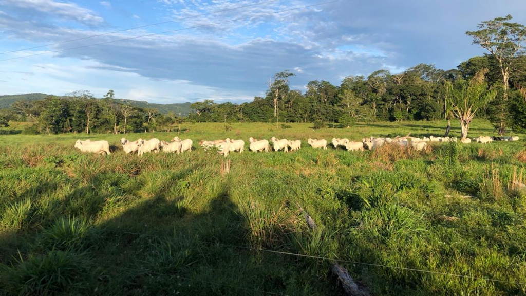 FIEBRE AFTOSA GANADERIA