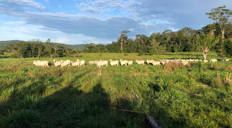 FIEBRE AFTOSA GANADERIA