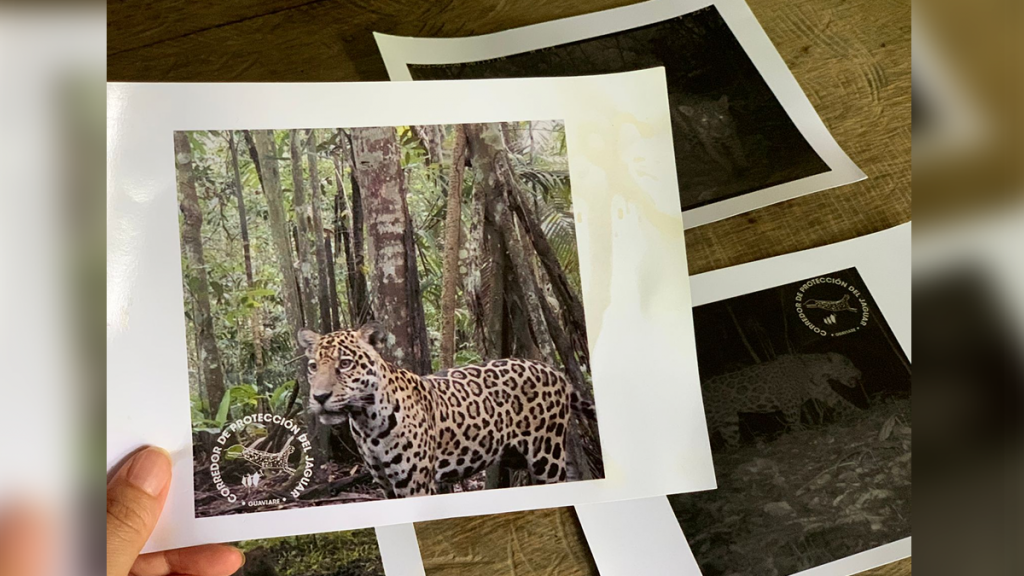 SEMANA DEL JAGUAR EN GUAVIARE