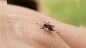 ALERTA FIEBRE AMARILLA