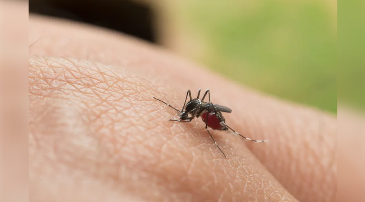 ALERTA FIEBRE AMARILLA