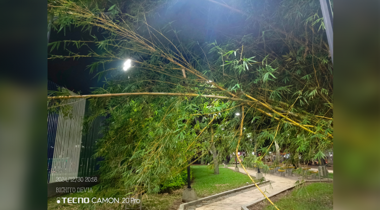 MATA DE GUADUA EN PARQUE DE LA PAZ