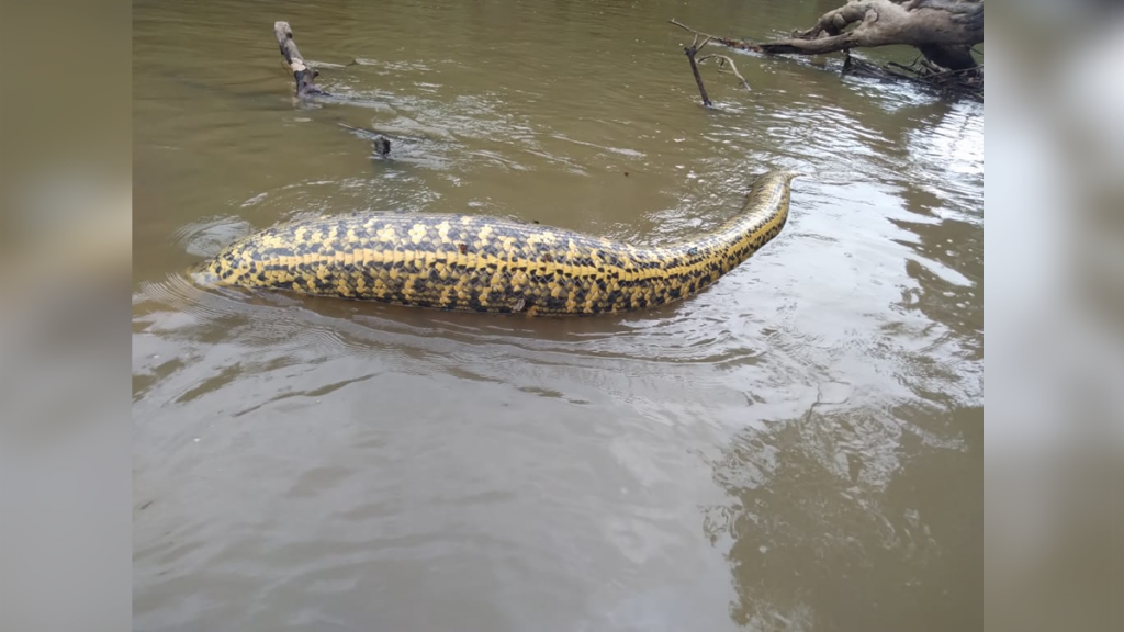 ANACONDA