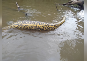 ANACONDA