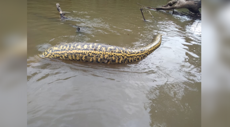 ANACONDA