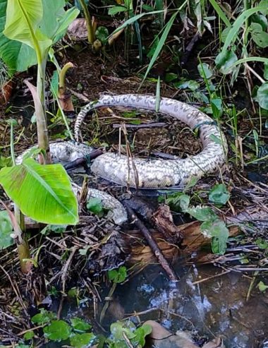 Preocupación ambiental: Reportan la muerte de un güío en humedal de San José del Guaviare