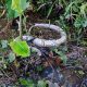 Preocupación ambiental: Reportan la muerte de un güío en humedal de San José del Guaviare