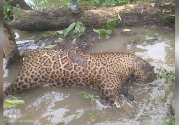 Rechazo por muerte de jaguar en zona rural de San José del Guaviare