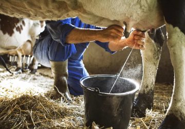 Paro armado provoca pérdidas económicas en el sector lechero del Guaviare