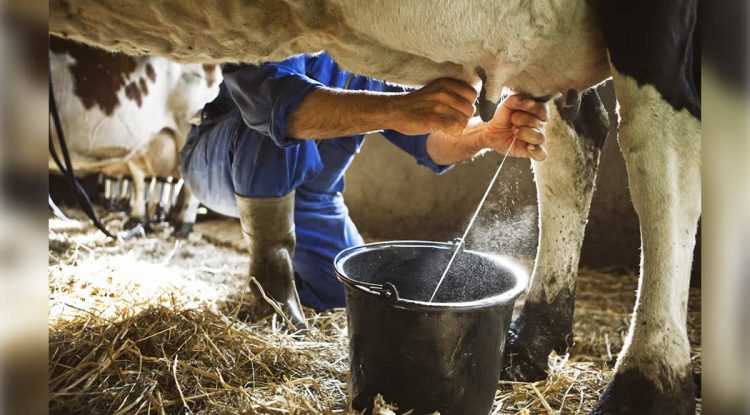 Paro armado provoca pérdidas económicas en el sector lechero del Guaviare
