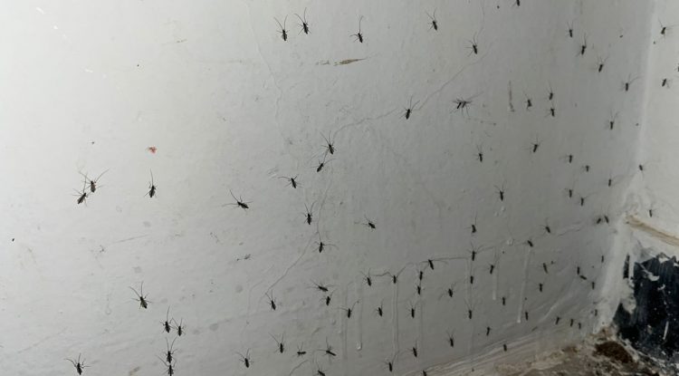Guaviare mantiene vigilancia pese a mosquitos no transmisores activos